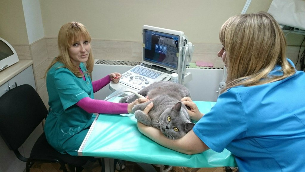 Лапраскопическая стерилизация кошки городе Клину Московской области
