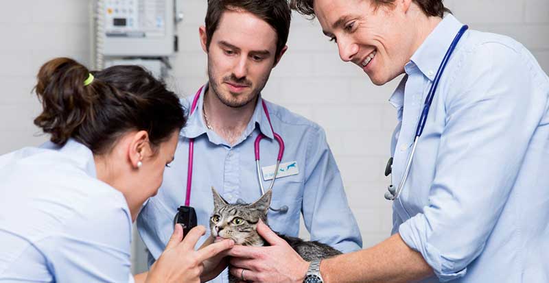 Вакцинировать животное собаку или кошку в городе Клину