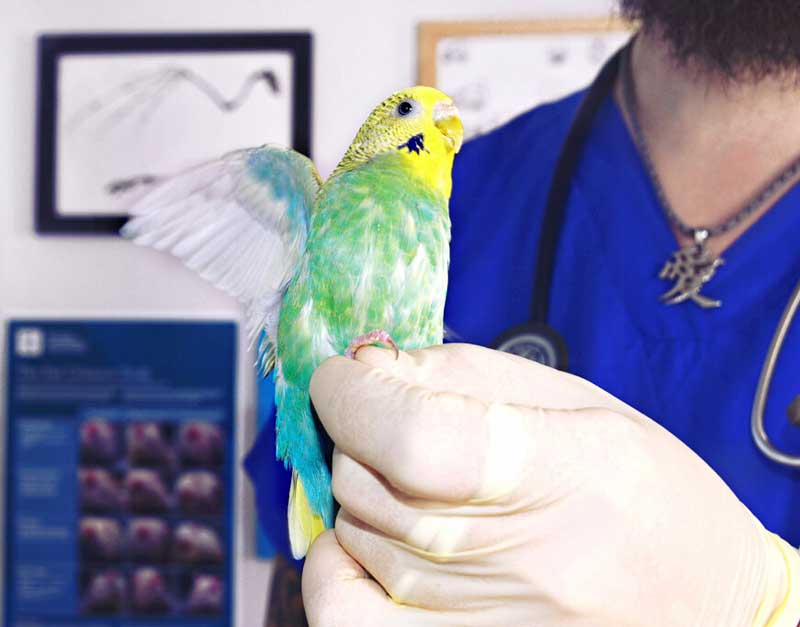 Лечение птиц в городе Клин