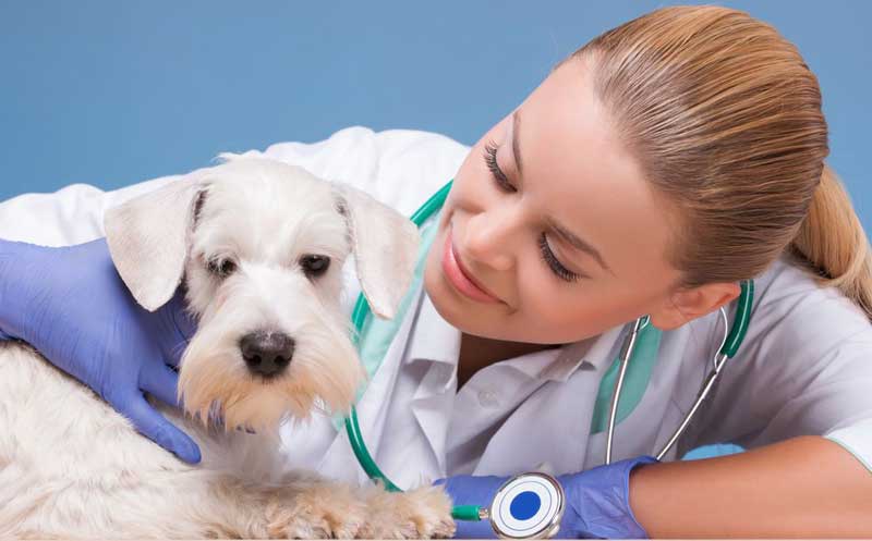 Вызов на дом ветеринара стоматолога для животных по городу Клину и Клинскому районе Московской область