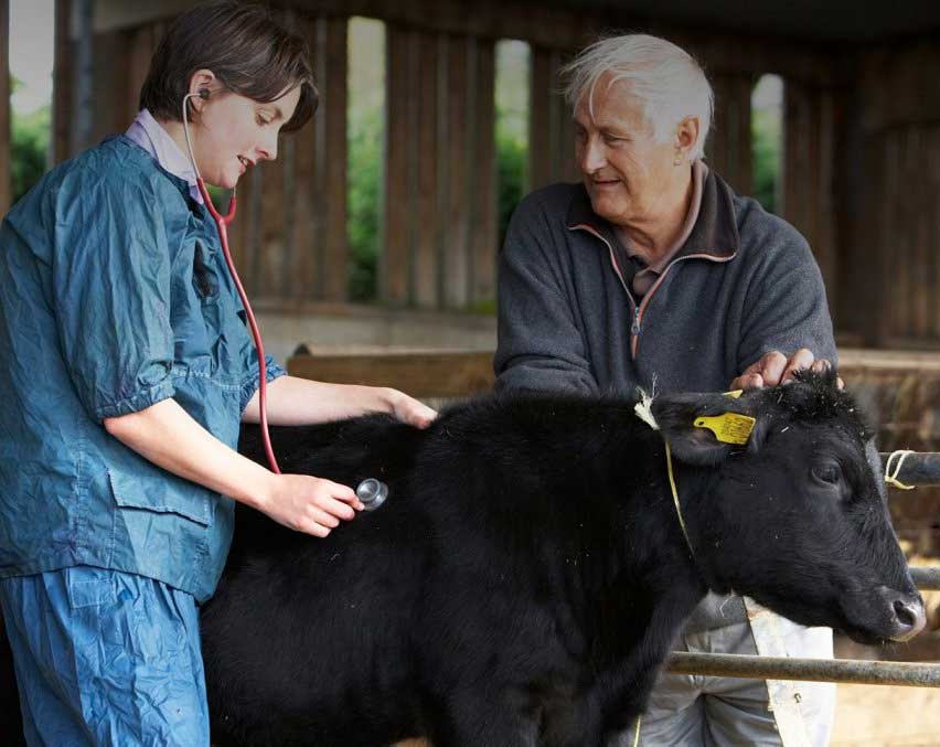 лечении коз, коров, лошадей, баранов и других видов сельскохозяйственных животных в городе Клин и Клинском районе