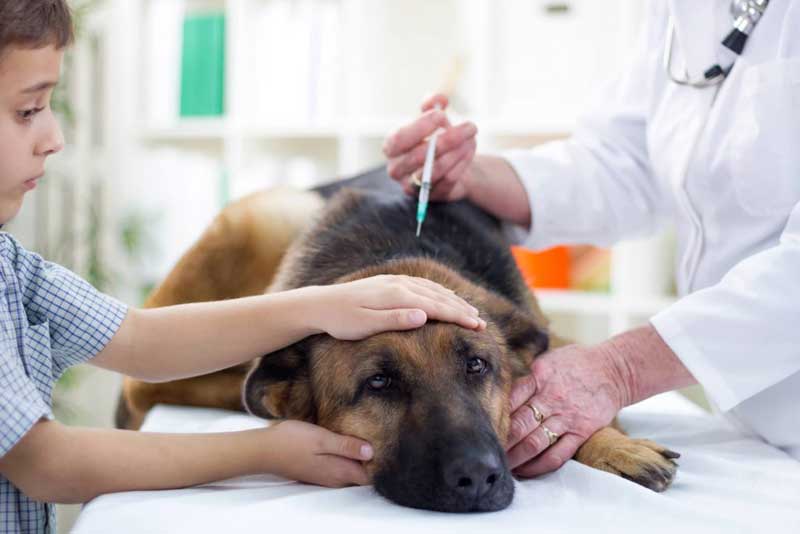 Вакцинация собаки, кошки в городе Клин и Клинском районе Московской области
