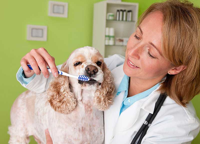 Зубной ветеринар для собаки, кошки на дом в Клину и Клинском районе Московской области